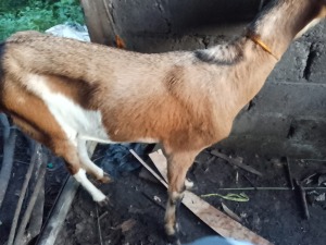 aqiqah-dan-catering-semarang-salwa-aqiqah-layanan-terpercaya